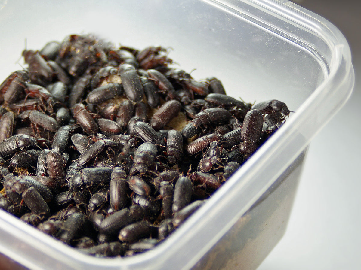LIVE Darkling Beetles PNW Mealworms