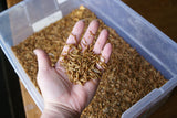 Mealworm Farm starter kit - 2,500  mealies - 250 beetles