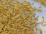 5,000 Medium LIVE Mealworms