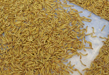 1,200 Large LIVE Mealworms