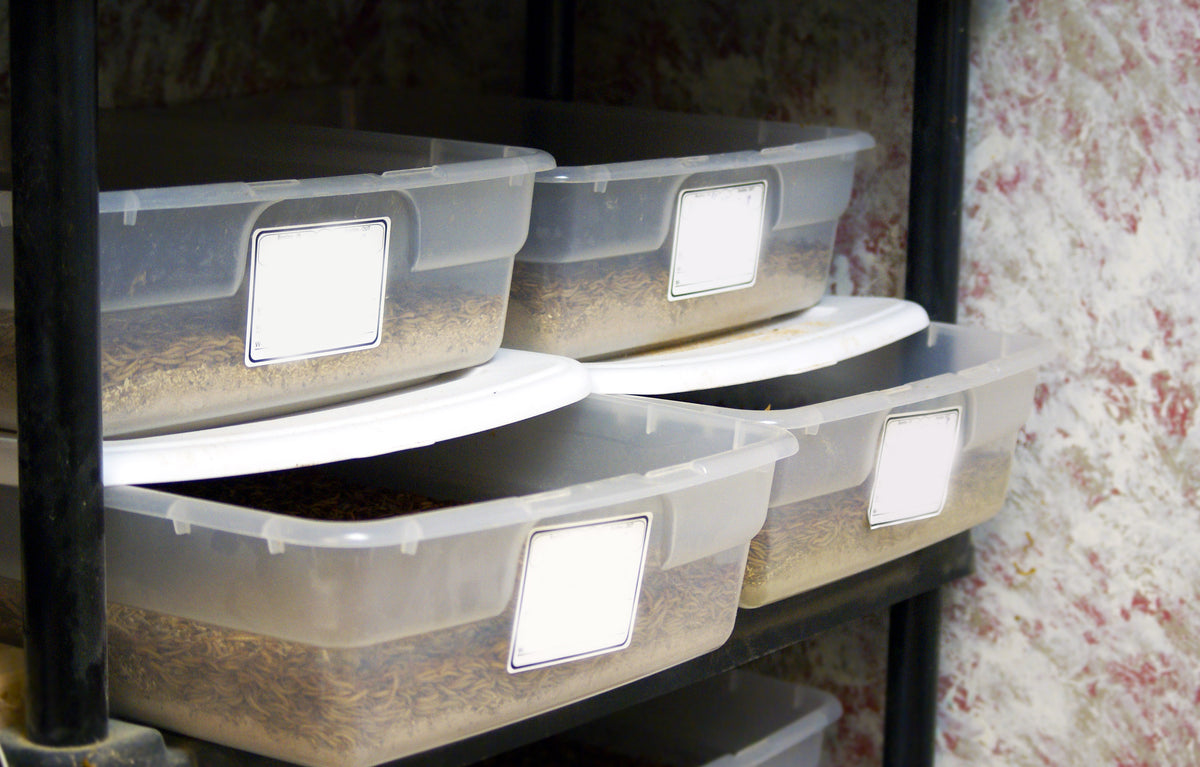 30,000 Mealworms 3,000 Beetles Starter Kit PNW Mealworms