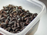 3,000 Darkling Beetles