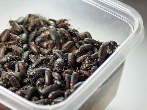 3,000 Darkling Beetles