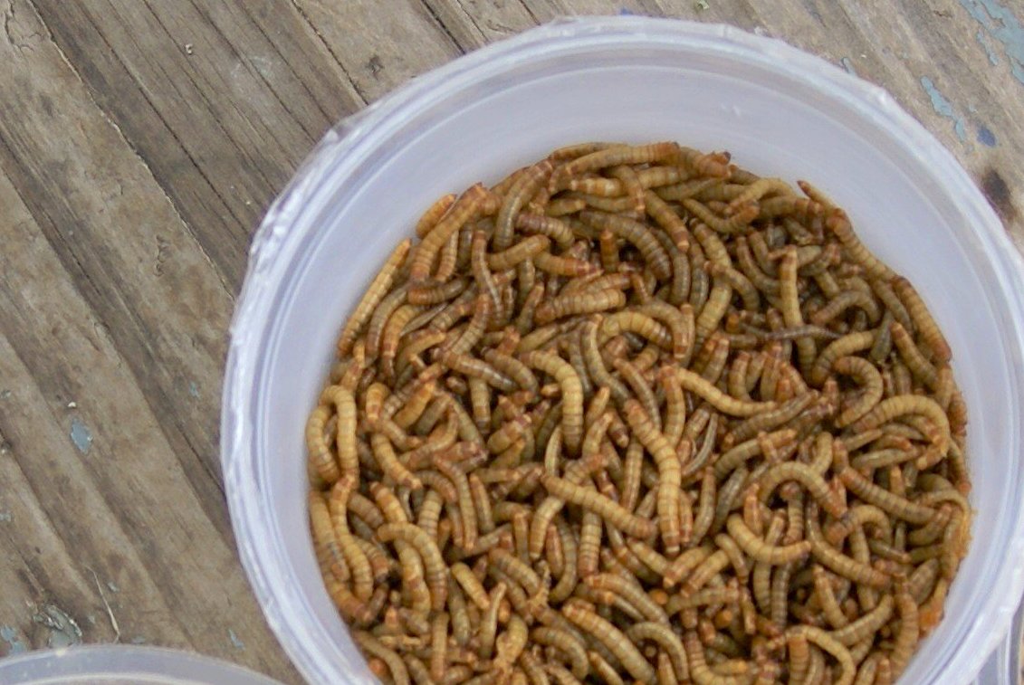 1,200 Large LIVE Mealworms – PNW Mealworms