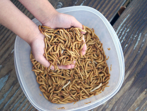 5,000 Large LIVE Mealworms
