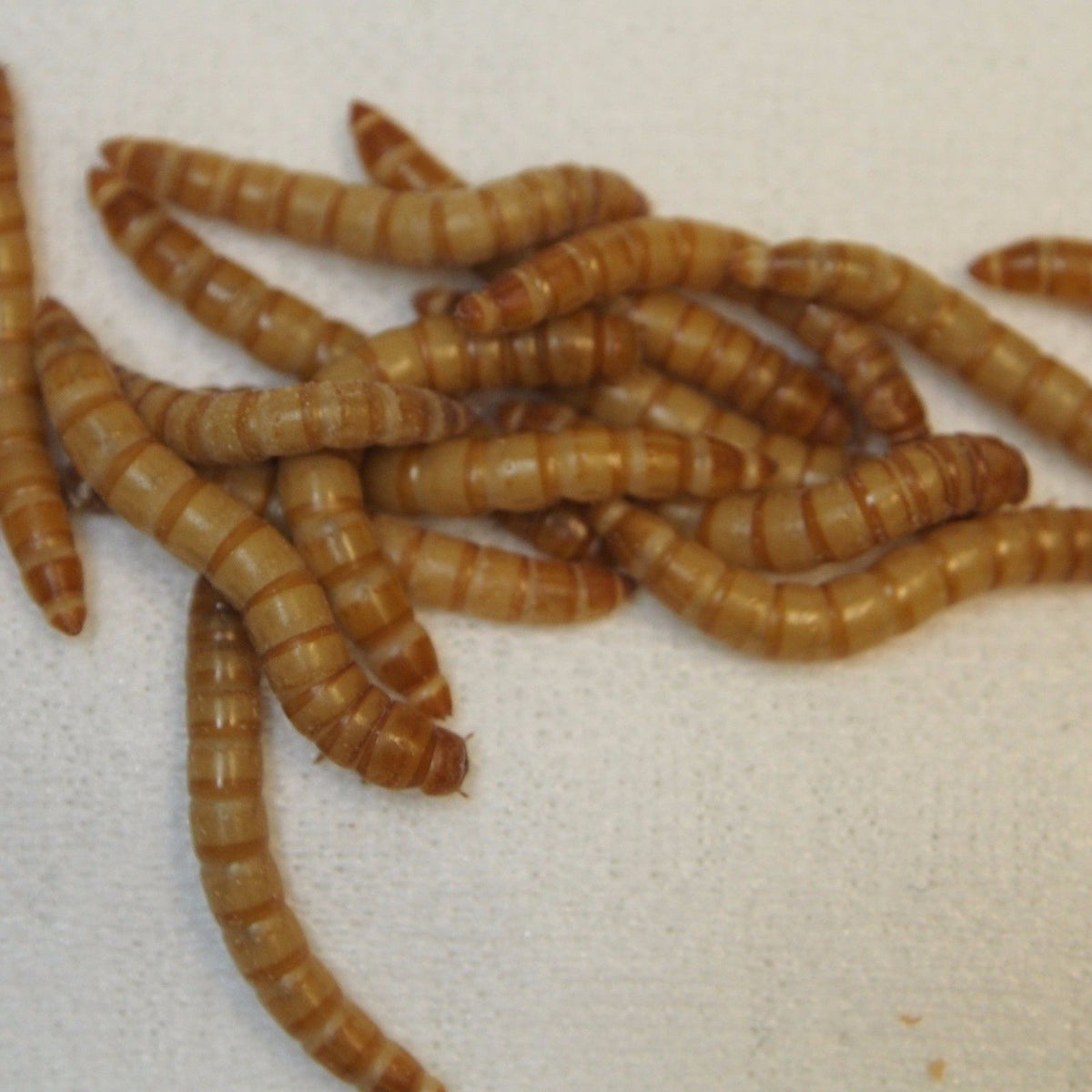 10,000 Large LIVE Mealworms – PNW Mealworms