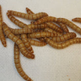 10,000 Large LIVE Mealworms