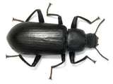 1,000 Darkling Beetles