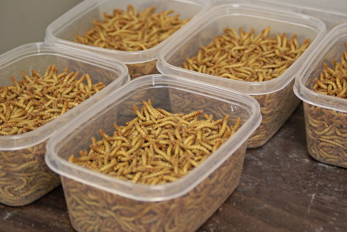 LIVE Mealworms – PNW Mealworms