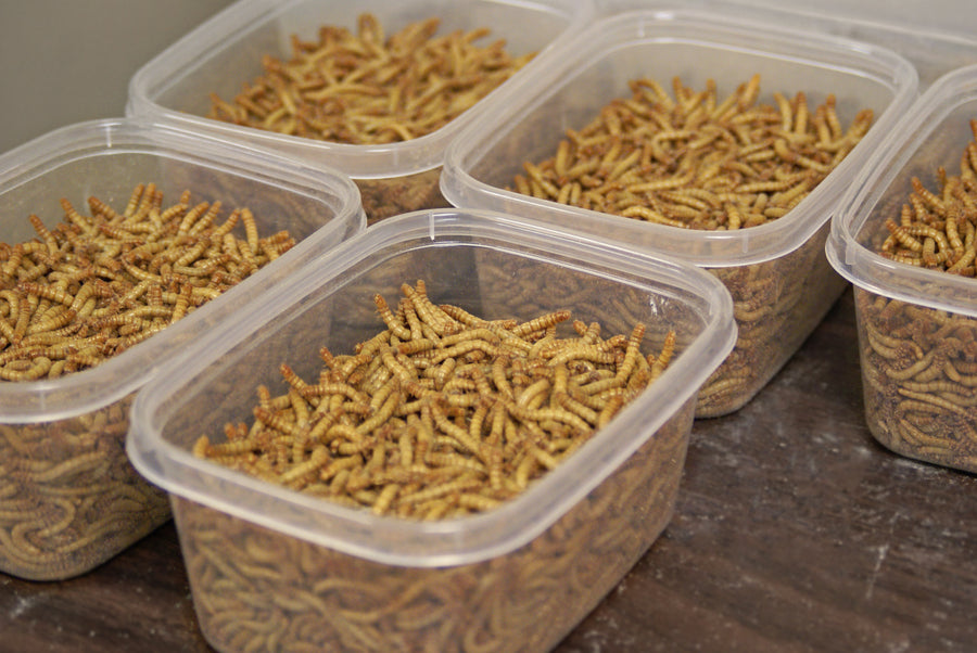 PNW Mealworms