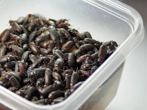 20,000 Darkling Beetles