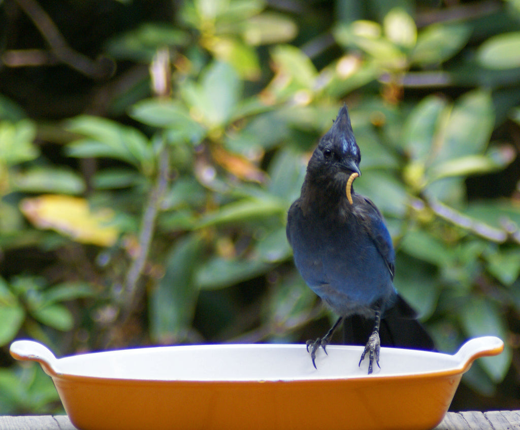 Mealworm Farm starter kit 2,500 mealies 250 beetles PNW Mealworms