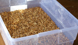 1,800 Large LIVE Mealworms