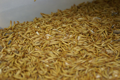 * SPECIAL OFFER *- 10,000 Medium Live Mealworms subscription