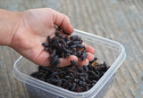 1,500 Darkling Beetles
