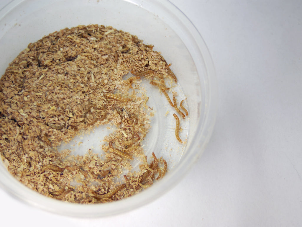Mealworm Farm starter kit 1000 mealworms 100 beetles PNW Mealworms