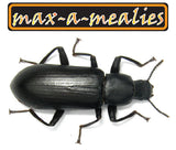 50,000  Mealworms & 5000 Beetles  beetle Combo * SPECIAL OFFER *-