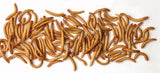 50,000  Mealworms & 5000 Beetles  beetle Combo * SPECIAL OFFER *-