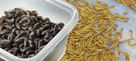 Mealworm Farm Breeding Kit - 500  mealworms - 100 beetles