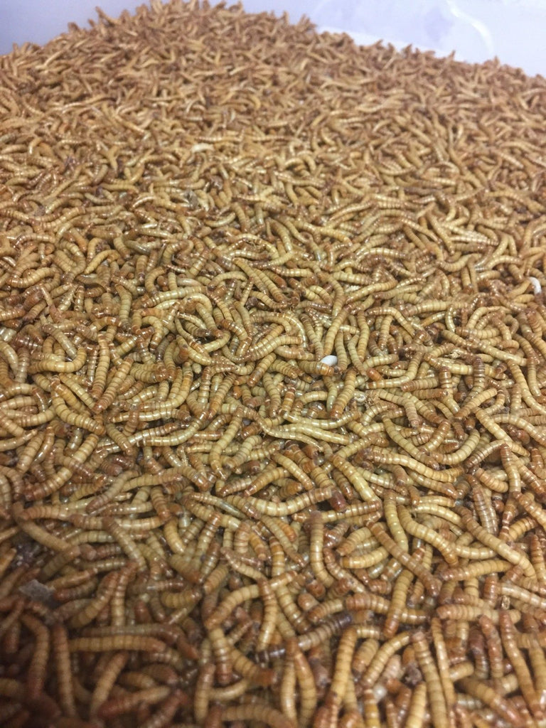 Mealworm Farm starter kit 1000 mealworms 100 beetles PNW Mealworms