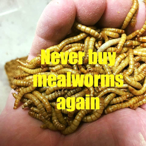 https://pnwmealworms.com/cdn/shop/products/s-l1600_2_480x480.jpg?v=1544976784