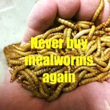 Mealworm Farm Breeding Kit - 500  mealworms - 100 beetles