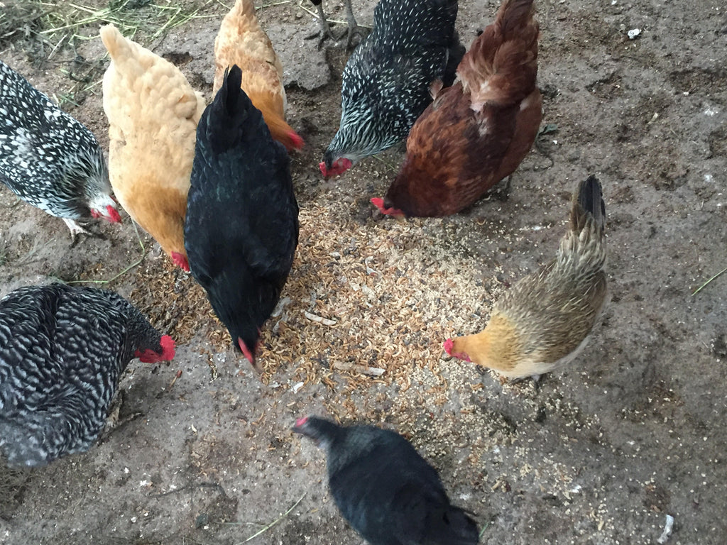 6,000 Medium LIVE Mealworms – PNW Mealworms