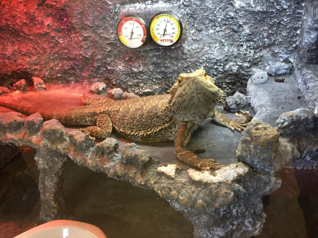 Serious Mealworm Farm starter kit 5,000 mealworms 500 beetles PNW