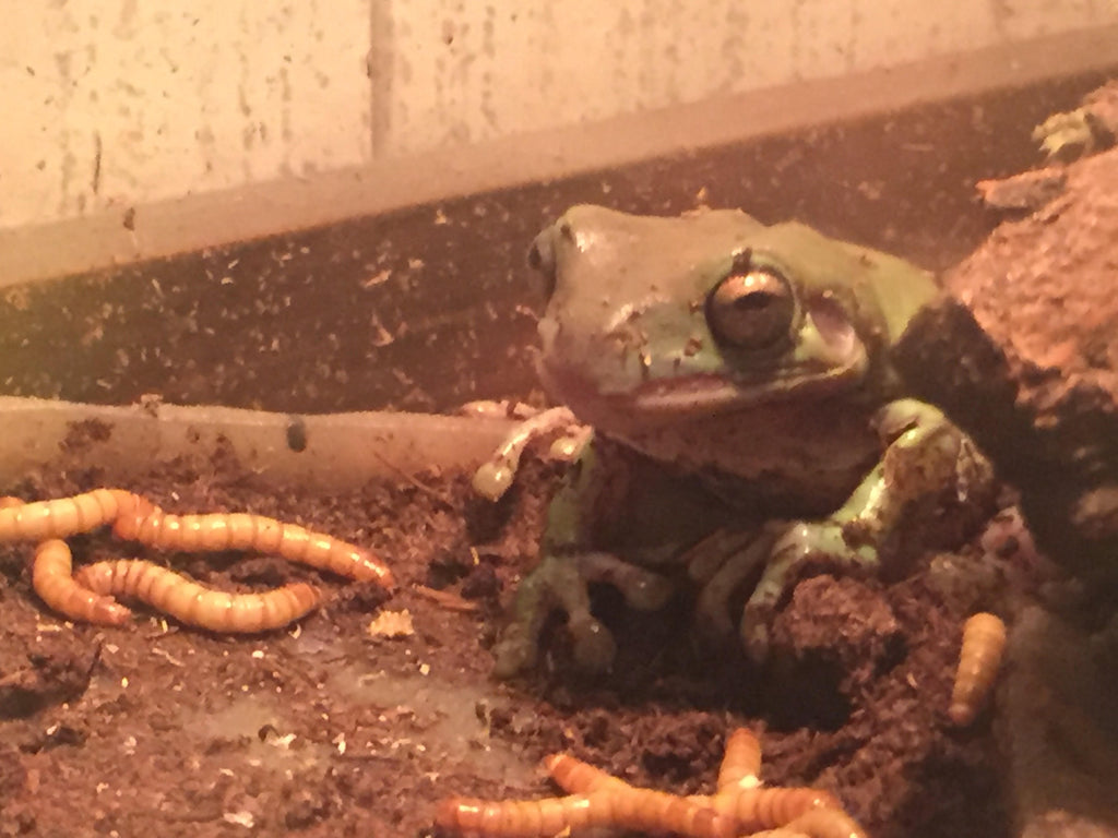 Serious Mealworm Farm starter kit 5,000 mealworms 500 beetles PNW